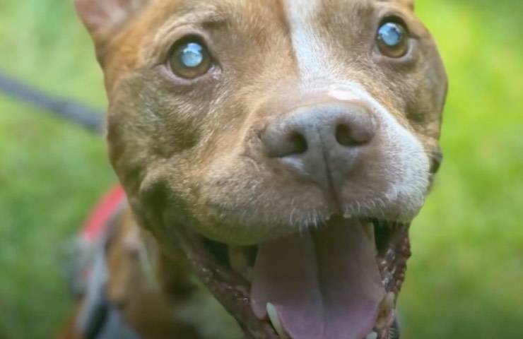cane emozione primo sguardo 