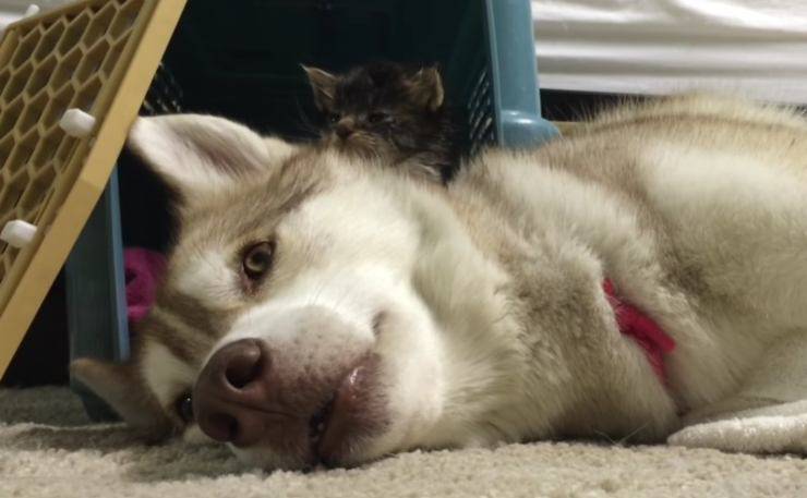 siberian husky con gatti