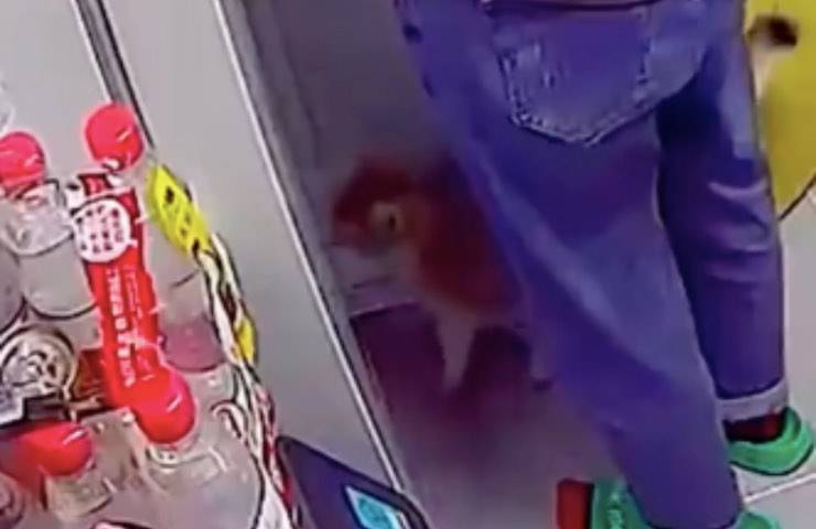 gatto ingresso elettrodomestico casa 