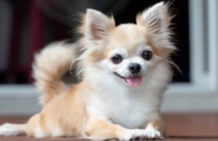 cane iniziale aspettativa chihuahua 