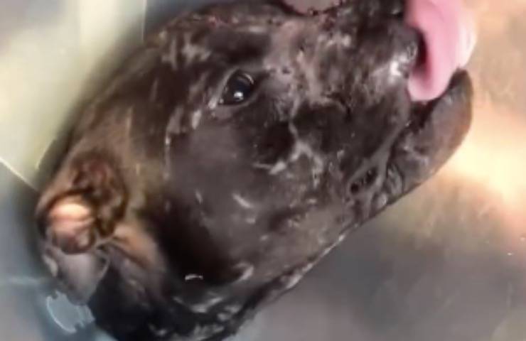 cane cura riabilitazione bosco 