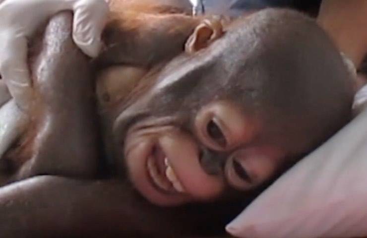 orango vita rinchiuso pollaio 