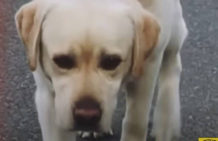 labrador con bambini disabili