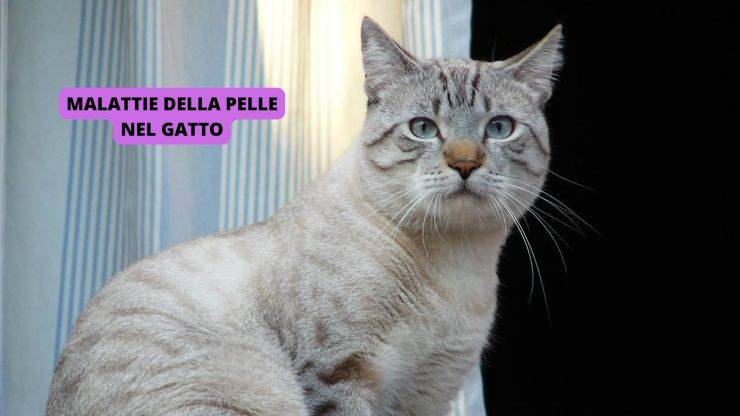 gatto grigio 