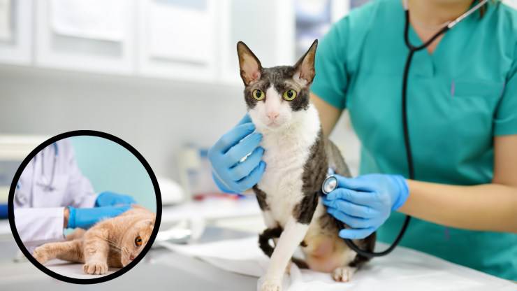 gatto dal veterinario