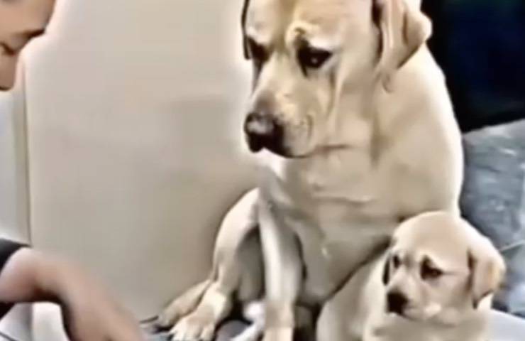 mamma labrador paura piccolo