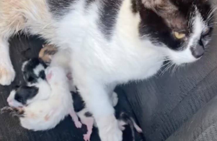 gatta mamma nascita cuccioli 
