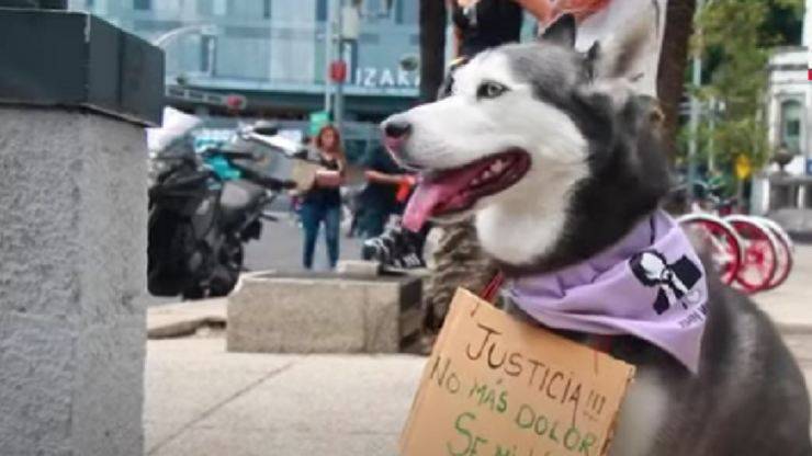 manifestazione animali messico