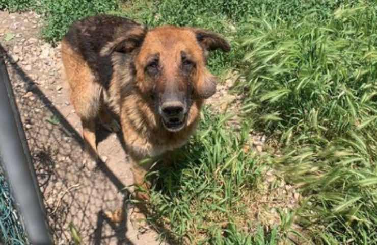 cagnolina marta 10 anni