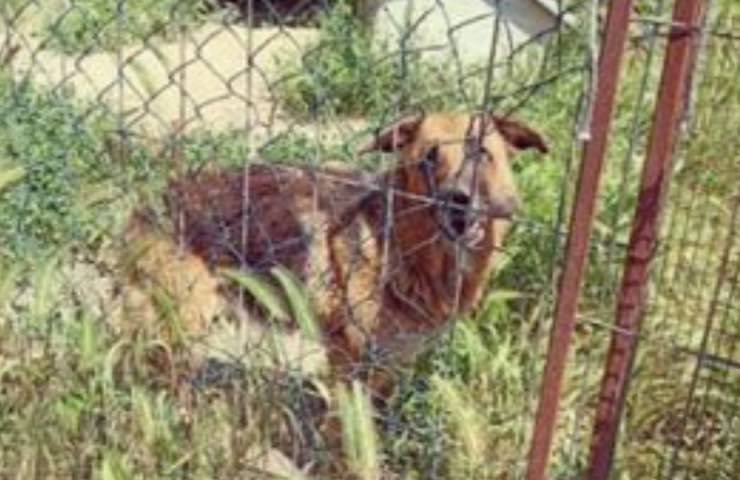 cagnolina pastore tedesco adulto 
