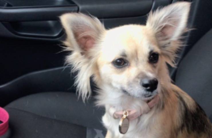 cane diverso altri particolarità 