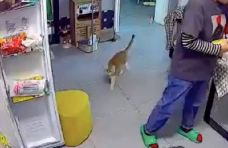 gatto arancione modalità furtiva 