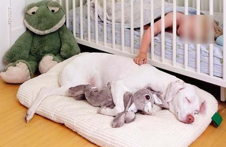 bambino si prende cura di cane