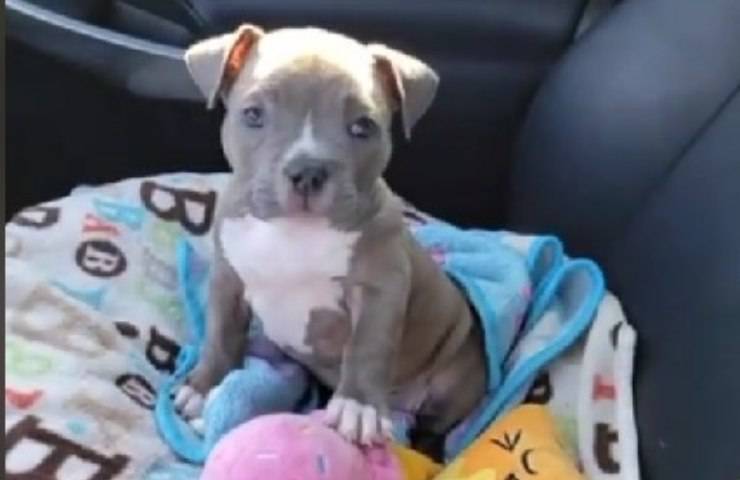 cucciolo pitbull senza zampe posteriori