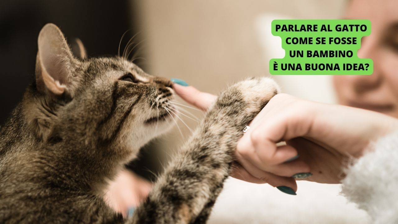 se i gatti potessero parlare pulixi