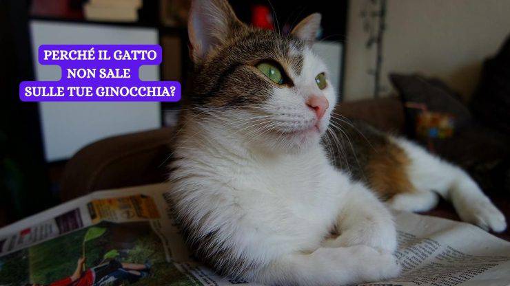 gatto su un giornale 