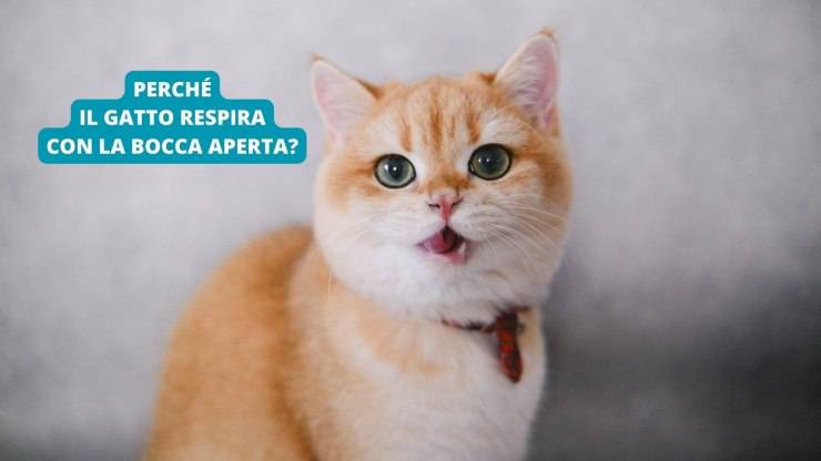 Gatto con bocca aperta 