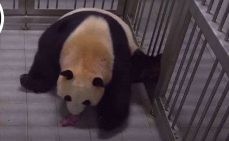 nascono panda in corea