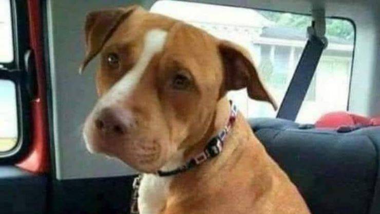 pitbull non vuole lasciare il rifugio