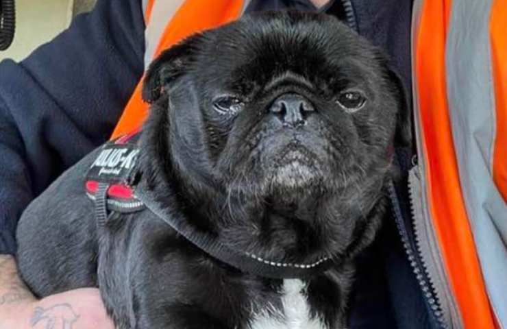 cane salvata dall'autista treno