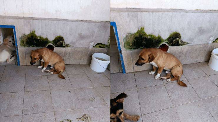 Cane Paolino abbandonato canile