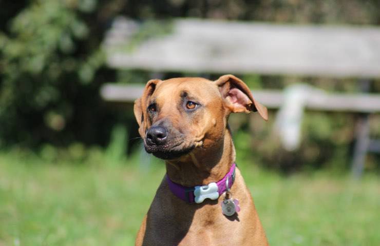 disperata libera Rhodesian Ridgeback 