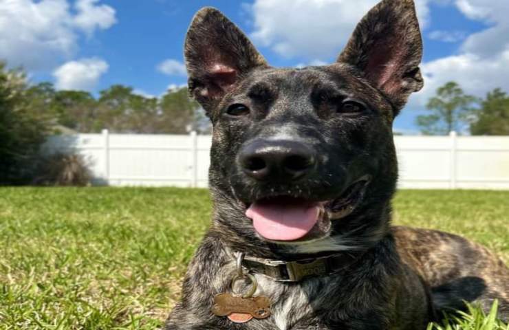 Spara due colpi di pistola in faccia al cane le sue devastanti condizioni