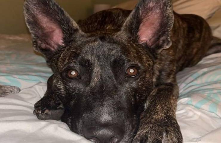 Spara due colpi di pistola in faccia al cane le sue devastanti condizioni