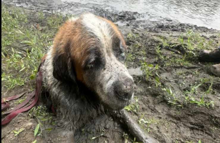 L'addio al celibato si trasforma in un salvataggio disperato