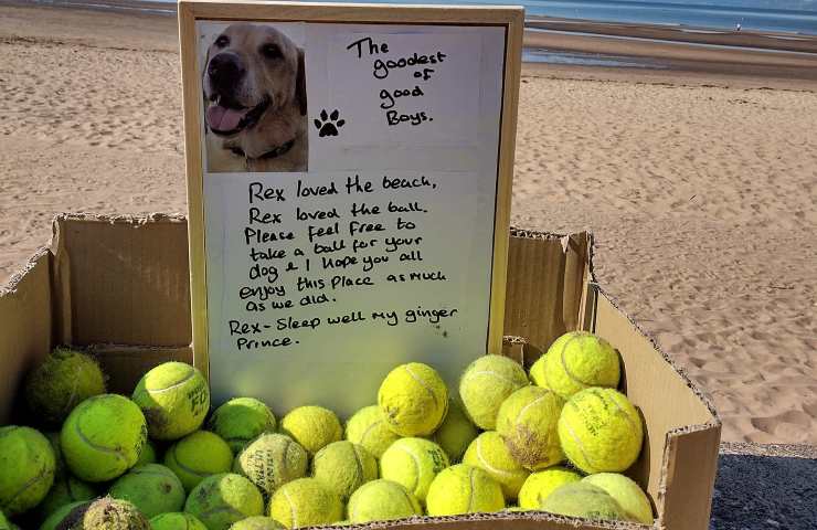 Scatola di palline per scomparsa cane