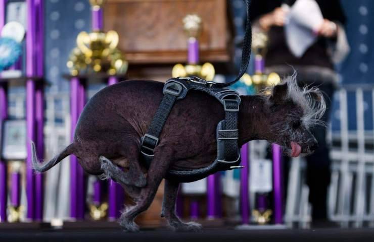 cane più brutto competizione
