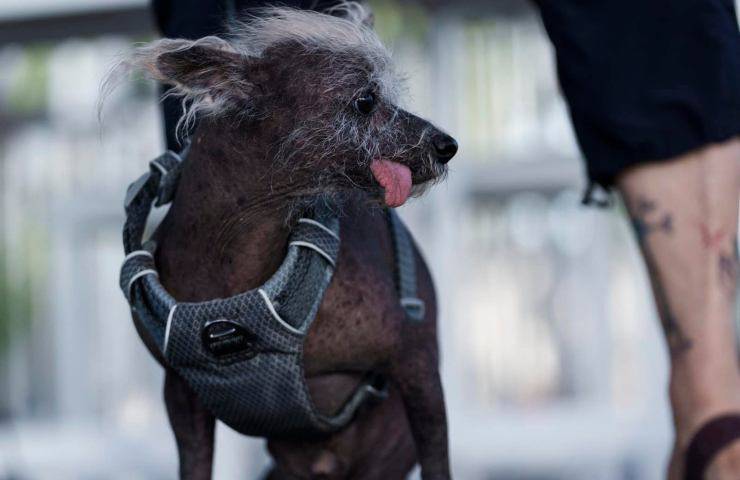competizione cane più brutto del mondo