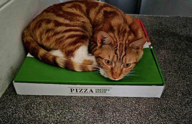 sox felino autostop ritorno