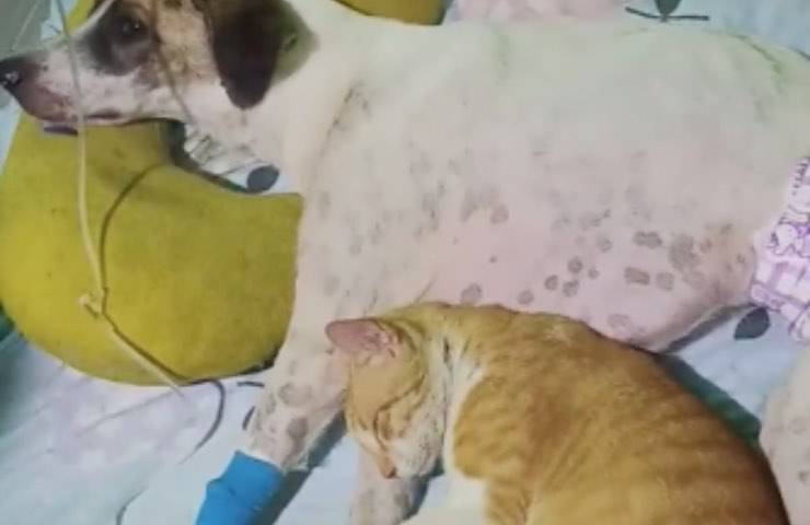 gatto abbraccia fido sofferente