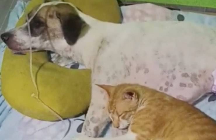 gatto cane tamu bunso