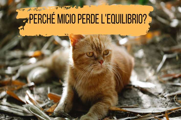 Micio perde equilibrio