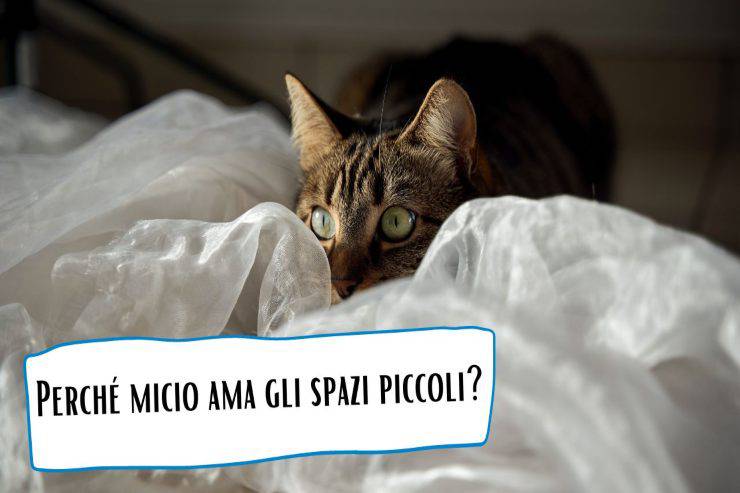 Micio ama gli spazi piccoli