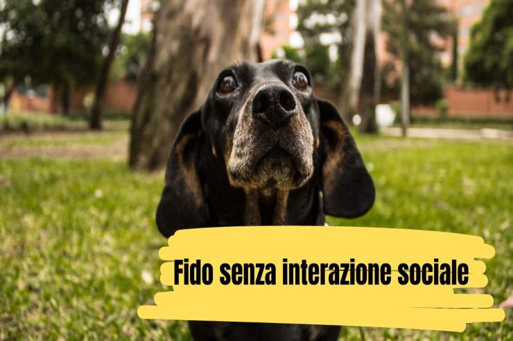 Fido senza interazione sociale