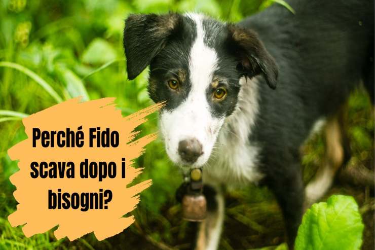 Il cane lo fa sempre dopo aver fatto i bisogni Fido lo fa sempre dopo i bisogni