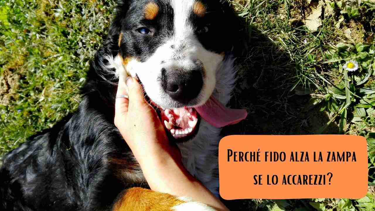 Il cane alza la zampa quando lo accarezzi qual è la verità dell'abitudine