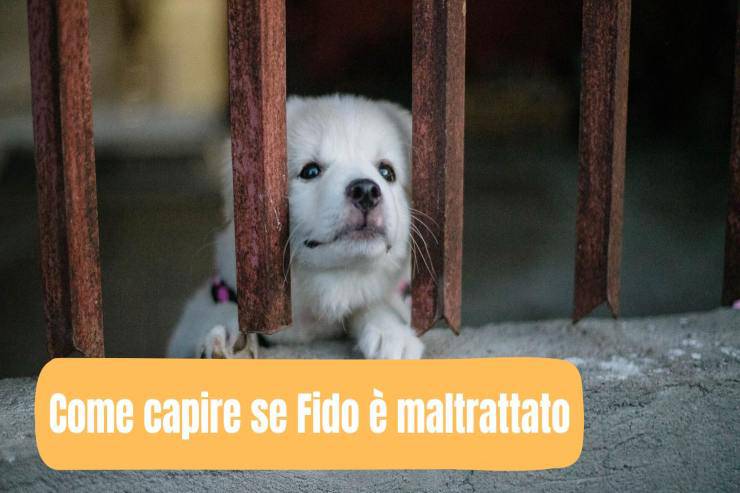 Saper riconoscere fido maltrattato