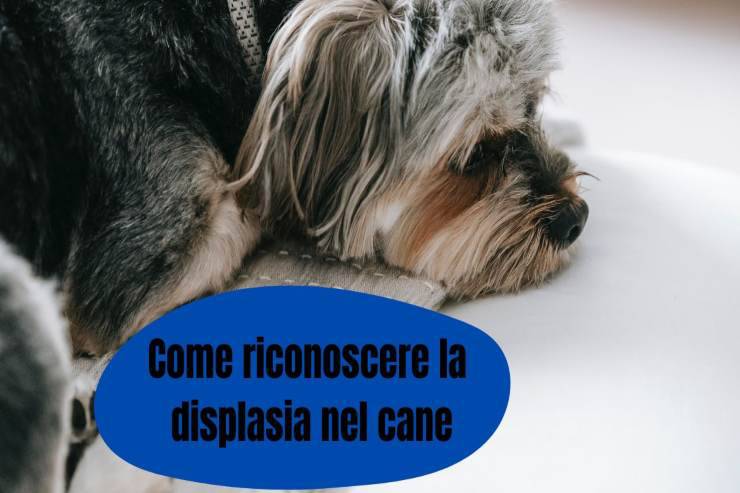 Nota i segnali nel tuo cane