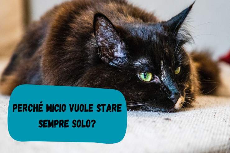 Micio vuole restare solo