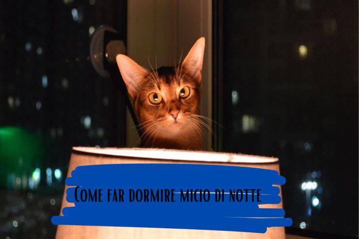 Trucchi per addormentare micio