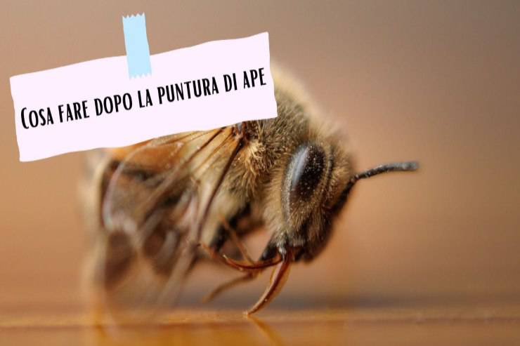 La puntura d'ape