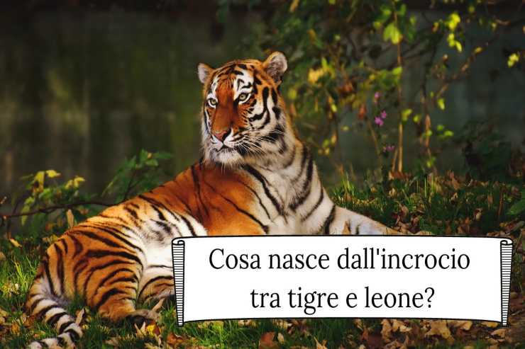 L'incrocio tra tigre e leone