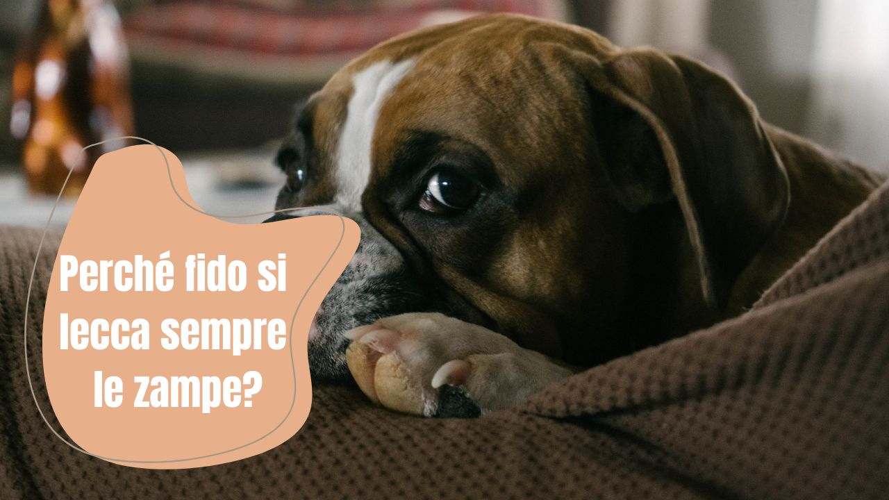 Il cane si lecca sempre le zampe perché è un segno da non sottovalutare