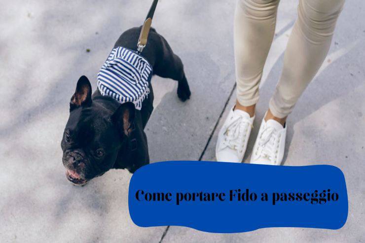 5 consigli per il passeggio con Fido