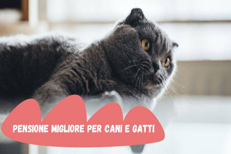 Scegliere pensione per cani e gatti