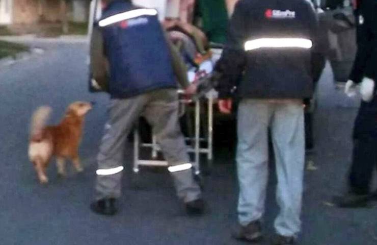 cane ambulanza trasporto ospedale 